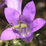 Insekt in einer kleinen Glockenblume