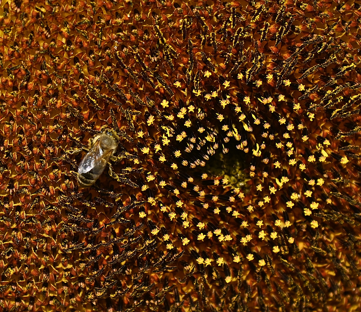 Insekt in Sonnenblume