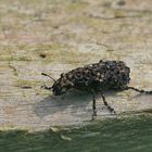 Insekt mit Insekten-Großer Breitrüssler