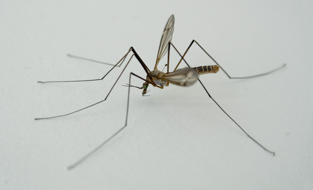 Insekt mit langen Beinen Foto & Bild tiere, wildlife, insekten Bilder auf
