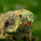 Insekt mit Lupenobjektiv fotografiert 