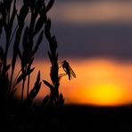 Insekt mit Sonnenuntergang