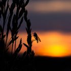 Insekt mit Sonnenuntergang