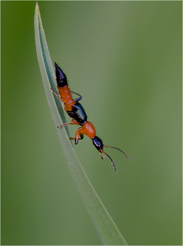 Insekt (Name unbekannt).