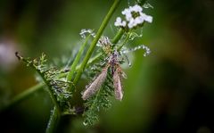 Insekt ruhend im Morgentau