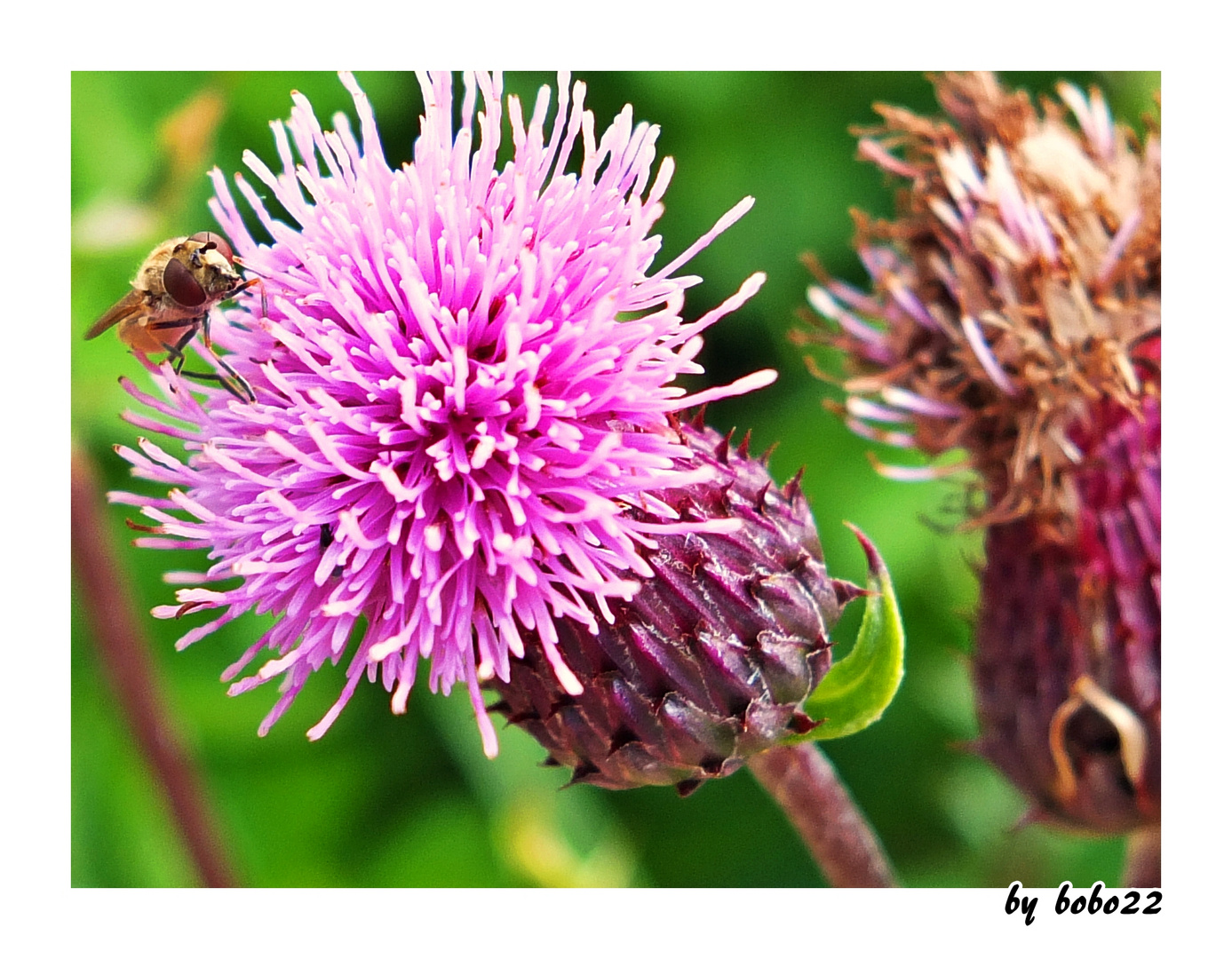 Insekt und Blume