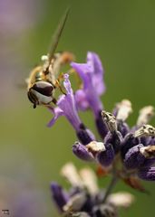 Insekt und Lavendel (1)