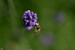 Insekt und Lavendel (2)