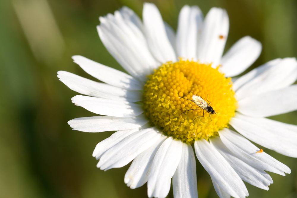 Insekt vs Gänseblume