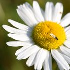 Insekt vs Gänseblume