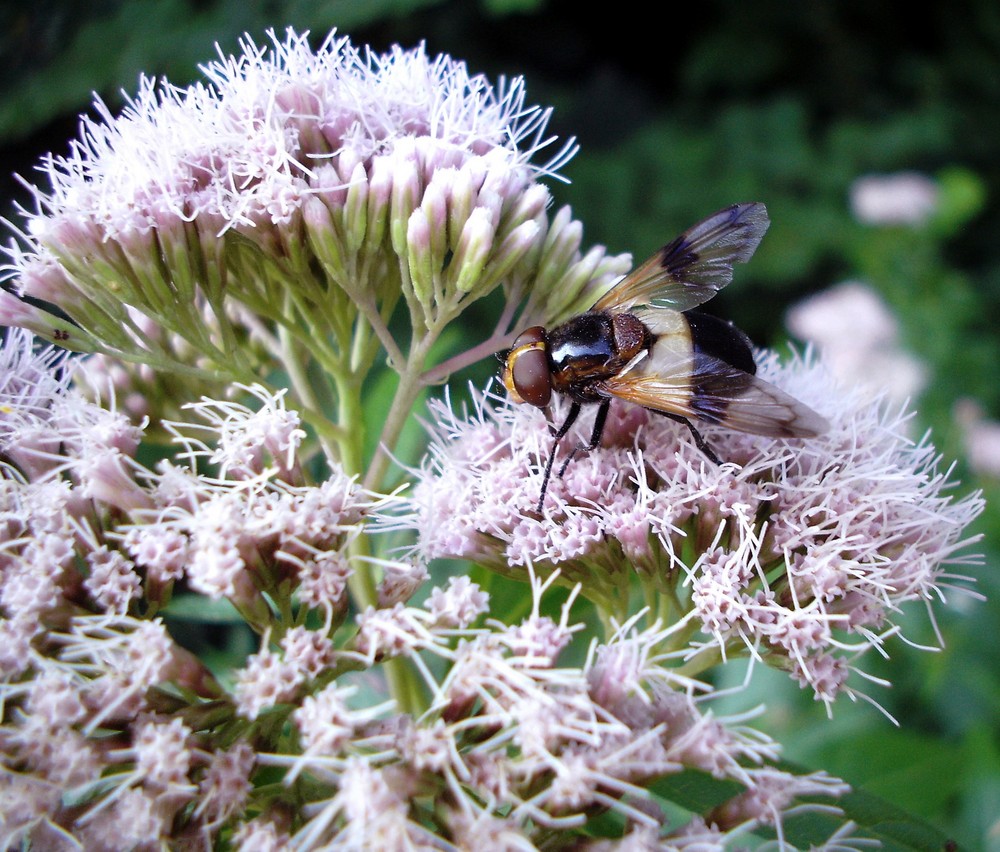 Insekten