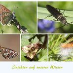 Insekten