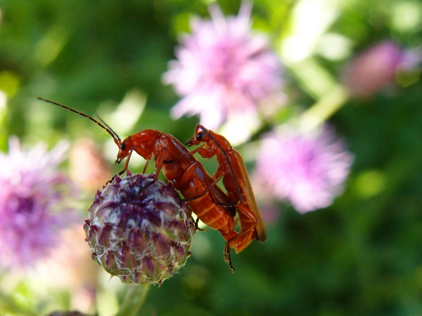 Insekten 1