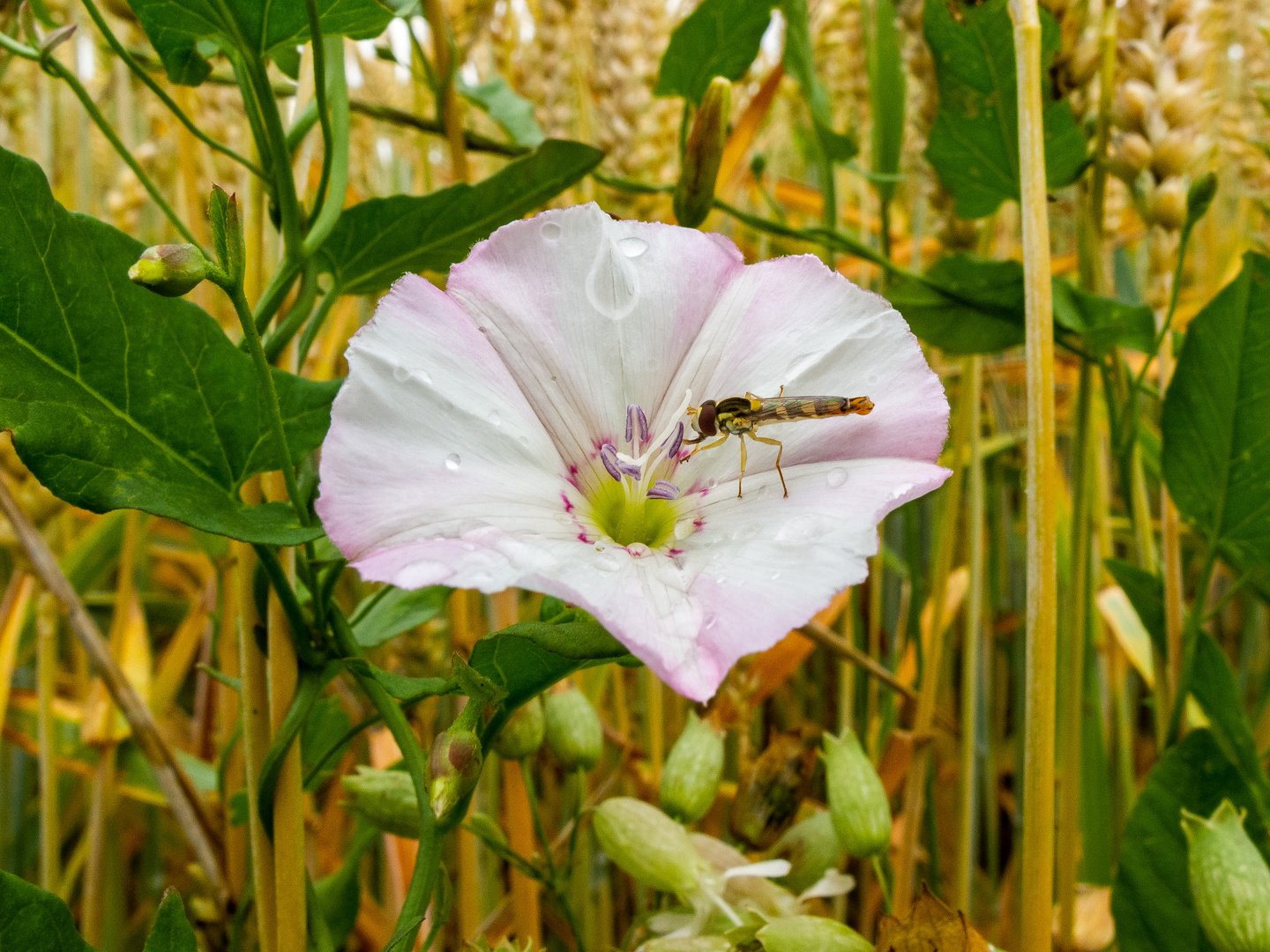 Insekten-112178-20210708