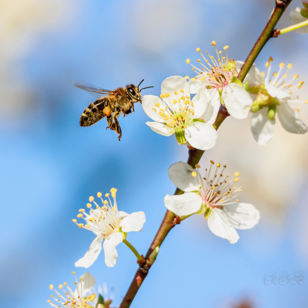 Insekten-1338-20230318