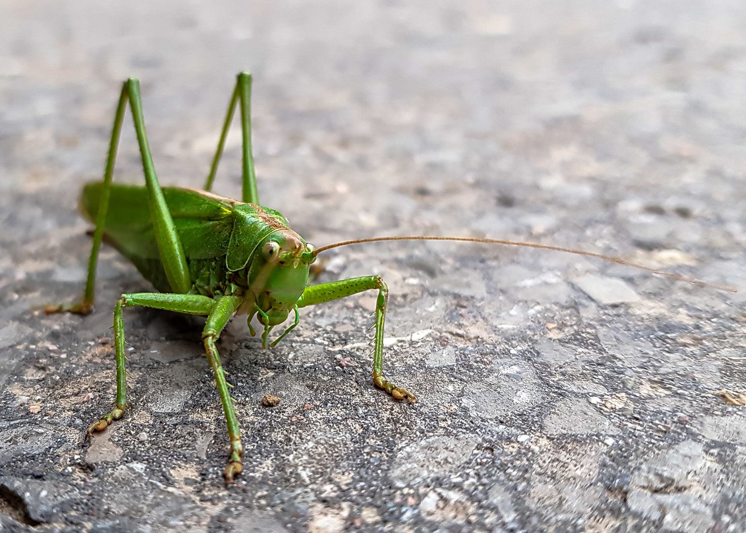 Insekten-192125-20200903