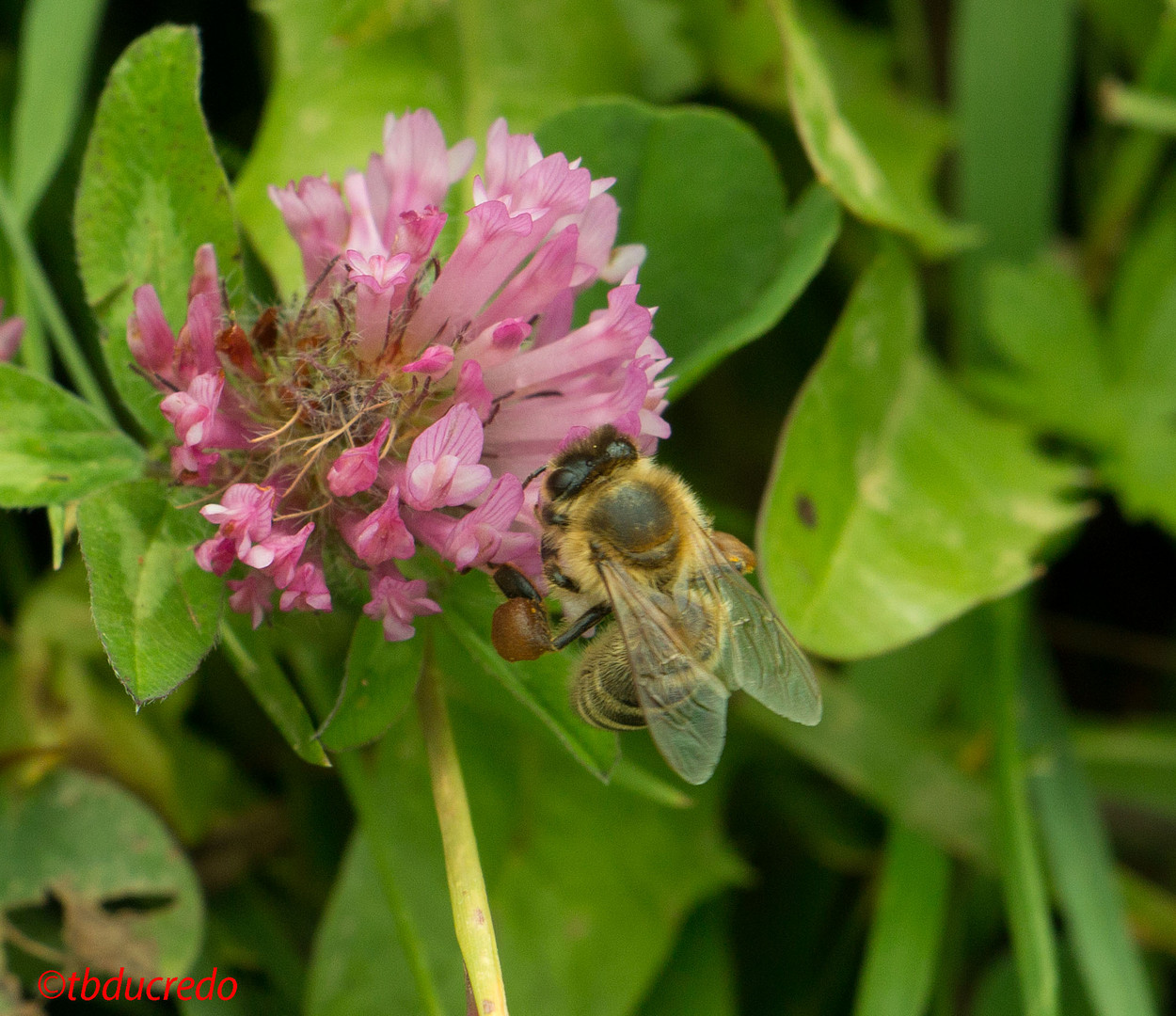 Insekten 2