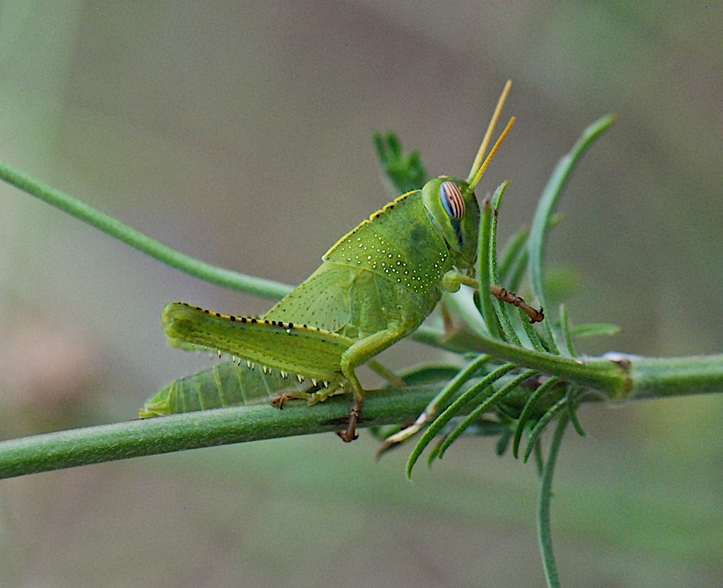 Insekten 2