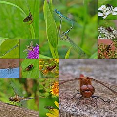 Insekten 2013