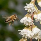 Insekten-20180527-23011