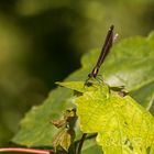 Insekten-20180616-23588