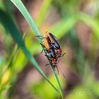 Insekten-20190430-20190430