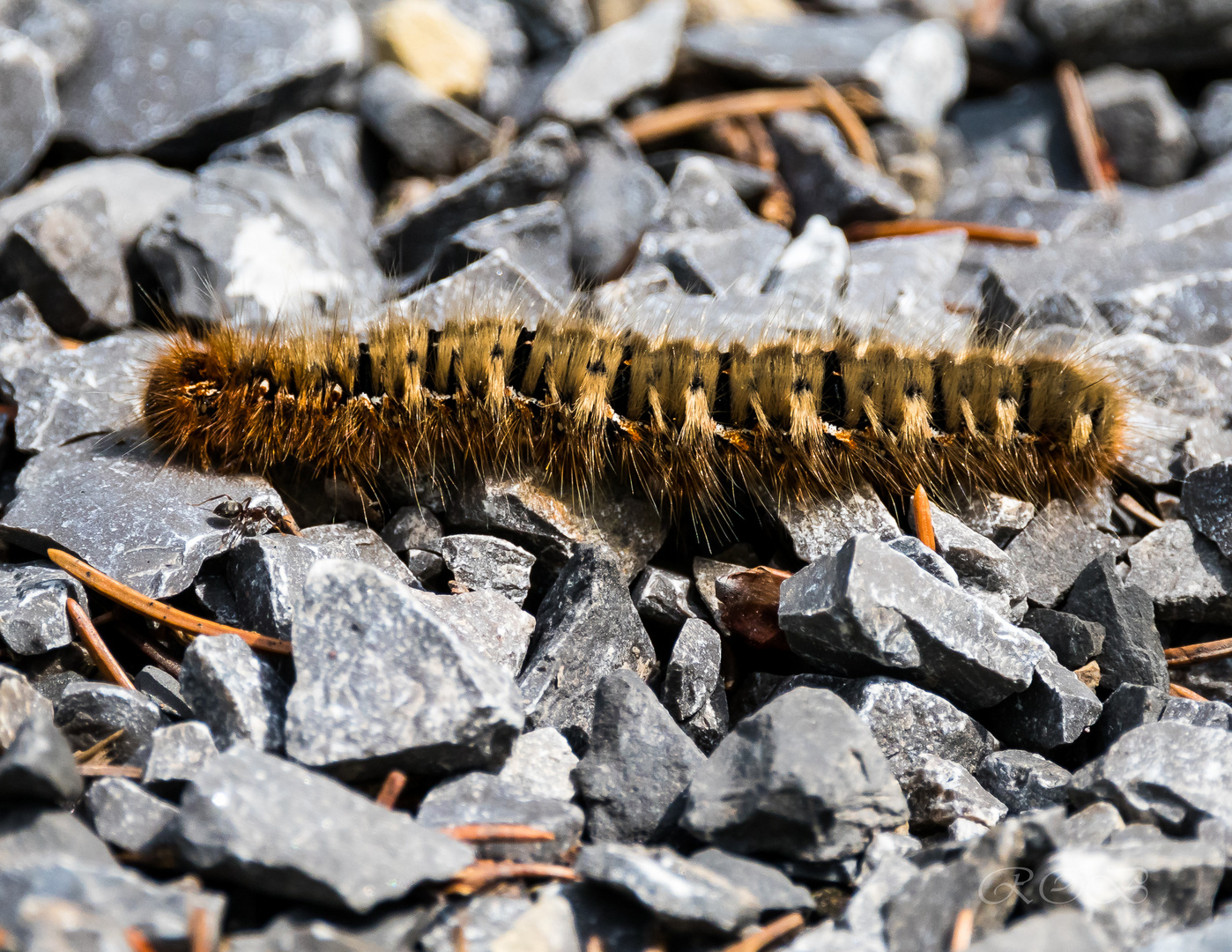 Insekten-20190526-29717