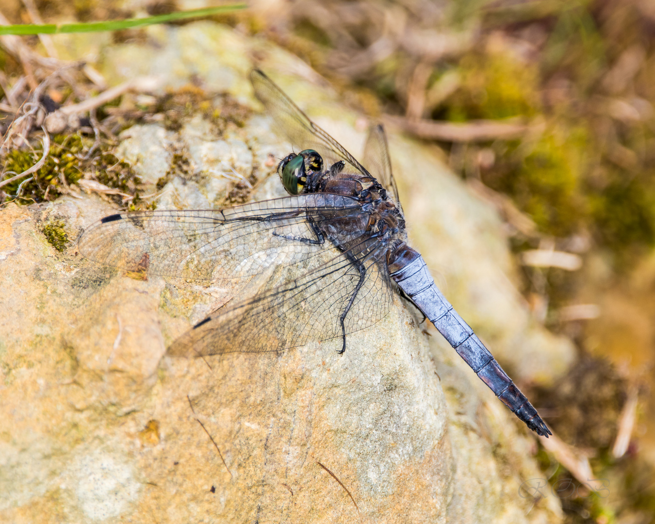 Insekten-20190901-32887