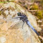 Insekten-20190901-32887