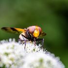 Insekten--20210731-2