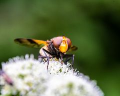 Insekten--20210731-2