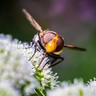 Insekten--20210731-3