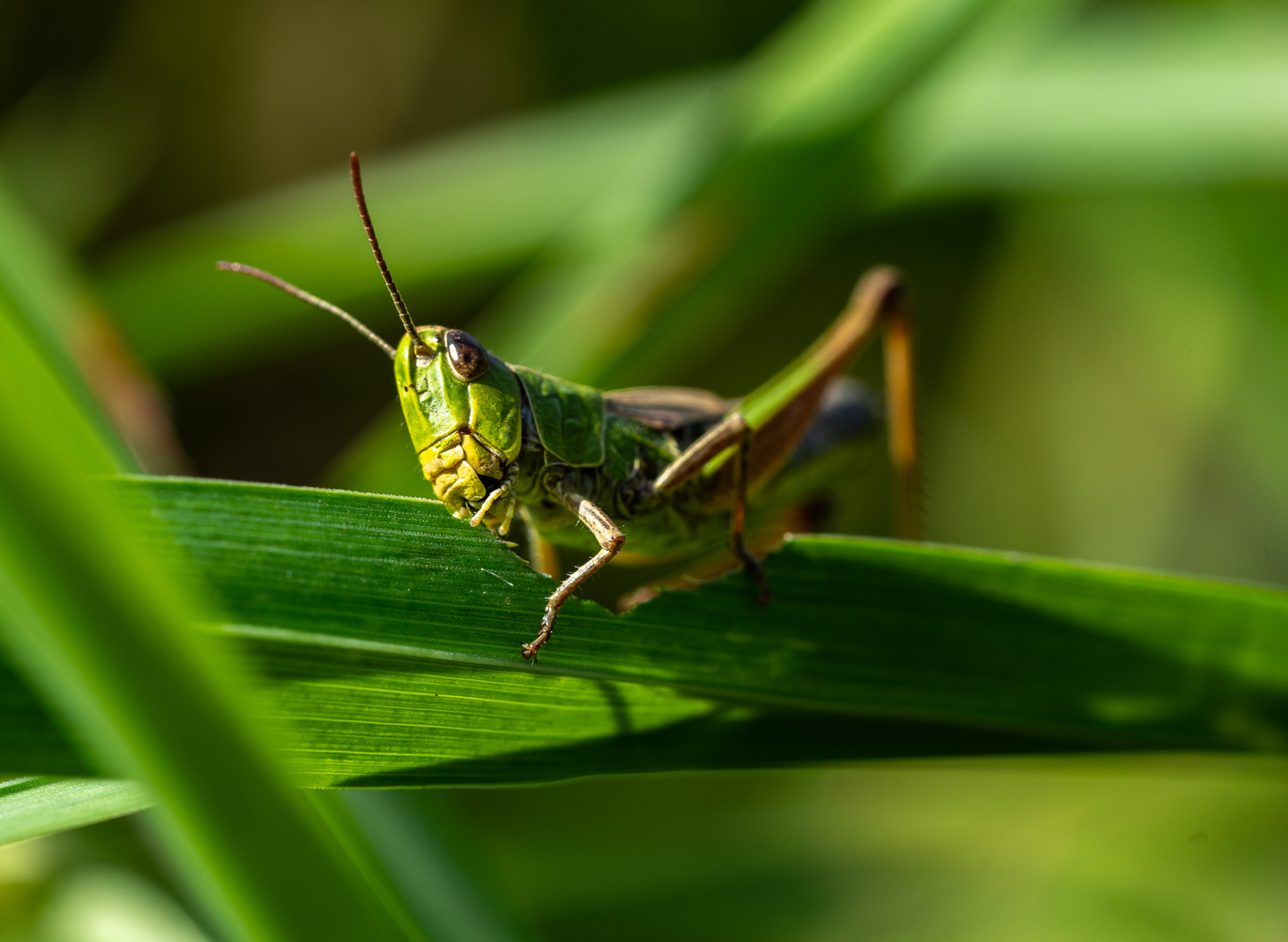 Insekten