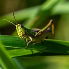 Insekten