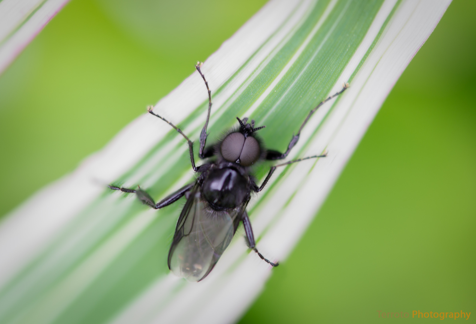 InSekten