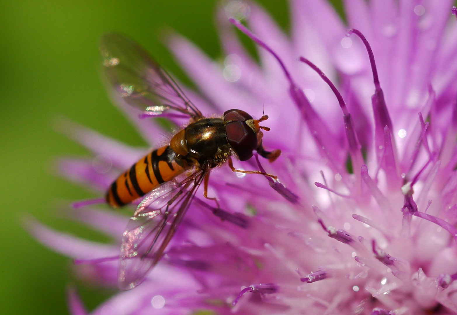 Insekten...