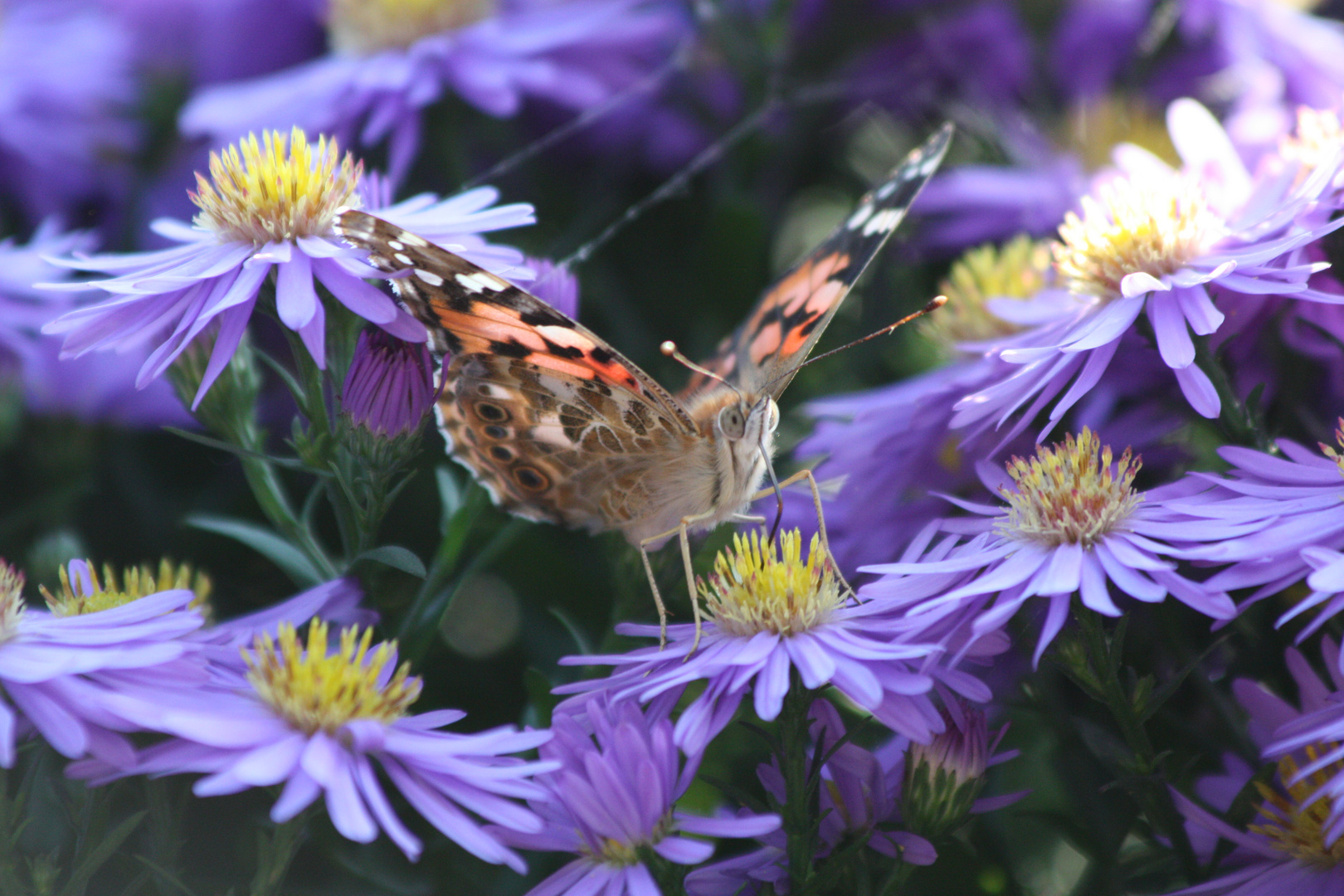 Insekten