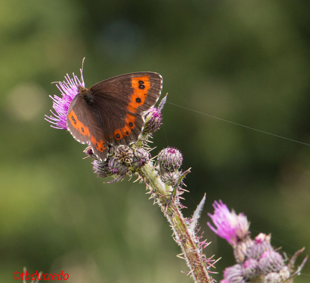 Insekten 3