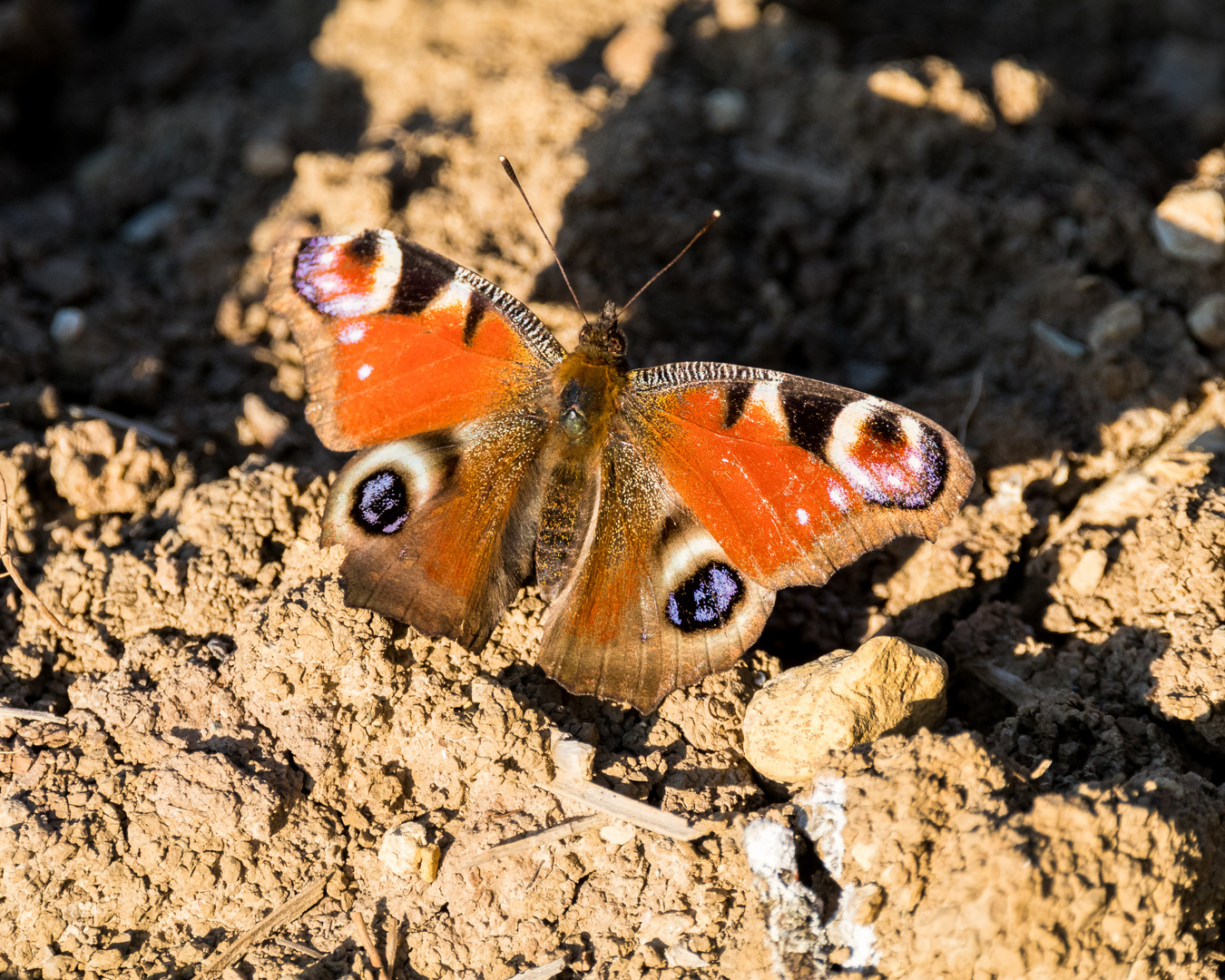 Insekten-39816-20200405