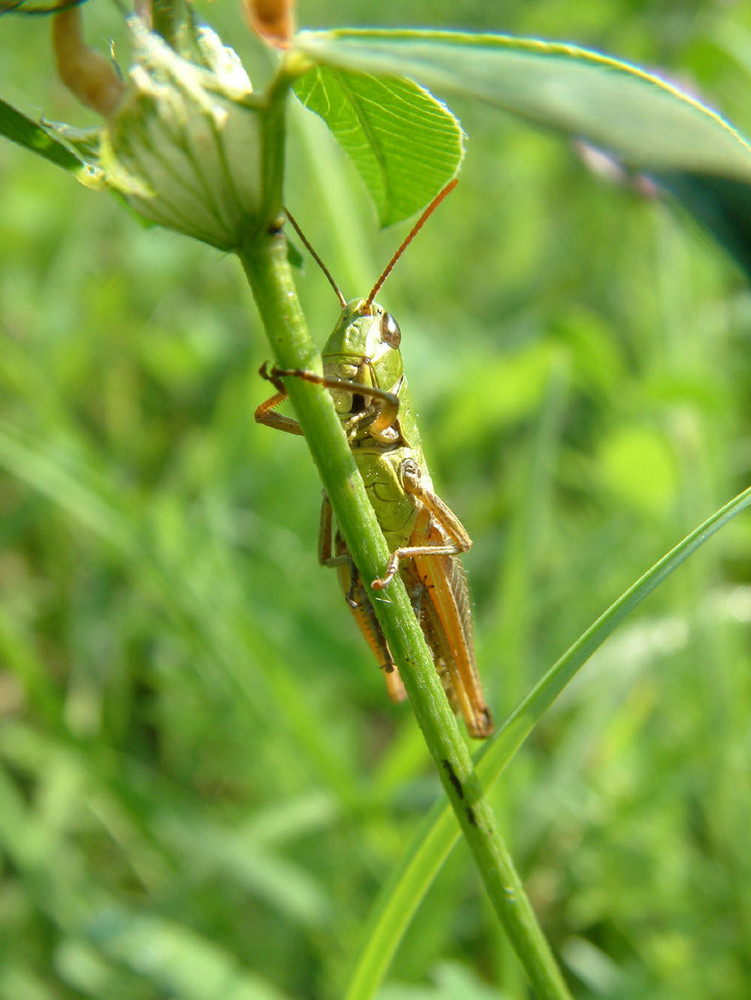 Insekten