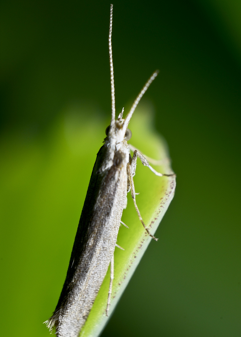 insekten