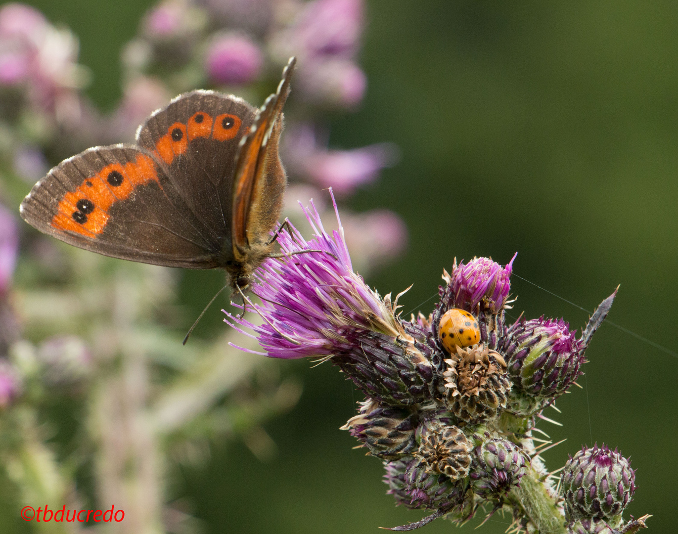 Insekten 4