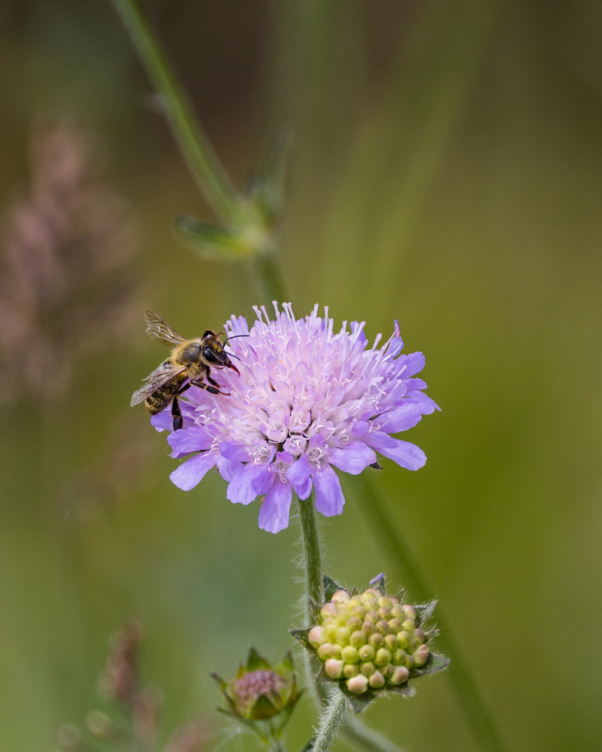 Insekten-41855-20200510