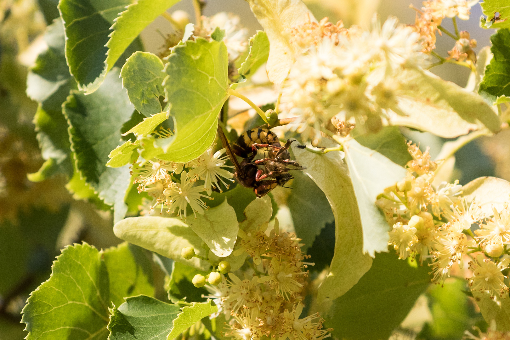 Insekten-45649-20200625