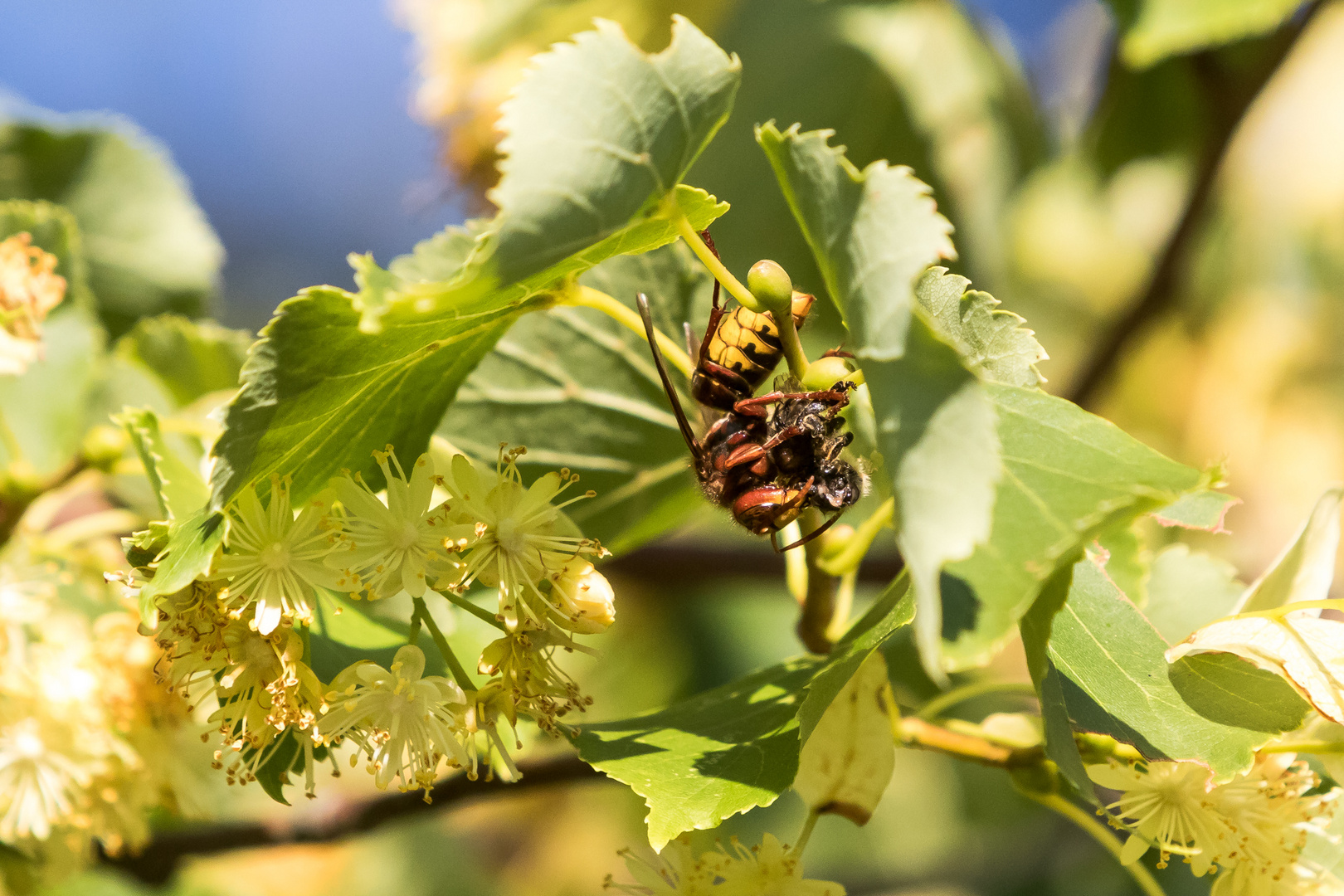 Insekten-45666-20200625