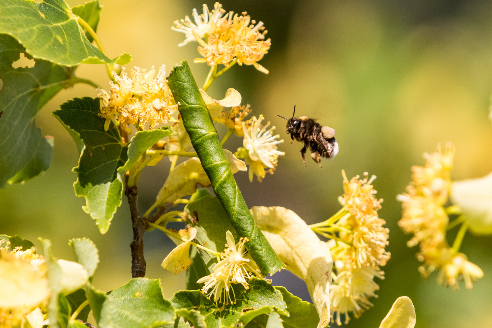 Insekten-45689-20200625