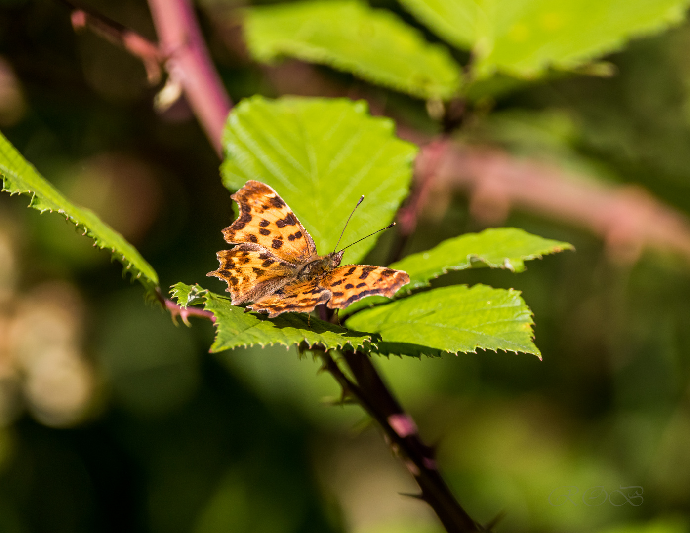 Insekten-46059-20200711