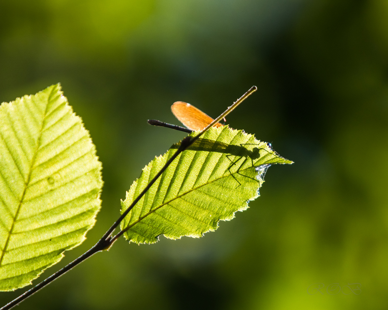 Insekten-46133-20200712