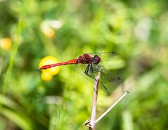 Insekten-46493-20200728