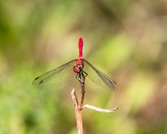 Insekten-46497-20200728